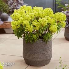 Image result for Alchemilla johnstonii