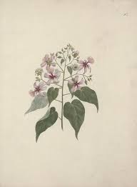 Image result for Abutilon longicuspe