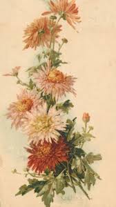 November Birth Flower Chrysanthemums Vintage Tattoo Sleeve Vintage Flower Tattoo Birth Flower Tattoos