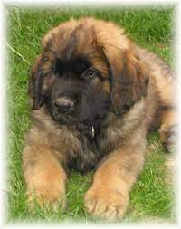 Leonberger Leonberger Dog Leonberger Puppy Beautiful Dogs