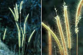 Image result for Cenchrus polystachios