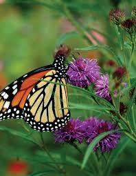 Image result for Vernonia turbinella