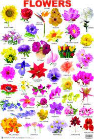 Maybe you would like to learn more about one of these? New All Indian Flowers Name With Images Top Collection Of Different Types Of Flowers In The Images Hd