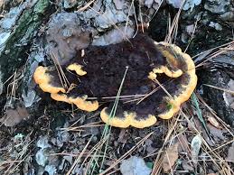 Image result for Phellinus gilvus