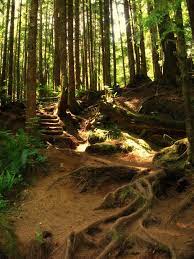 Juan De Fuca Trail By Daytripkiss On Deviantart Juan De Fuca Trail Canada Travel Vancouver Island Canada