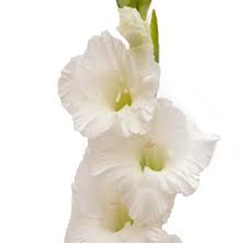 We did not find results for: Buy Wholesale Fresh Cut White Gladiolus Flower For Wedding