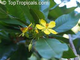 Image result for Ochna pretoriensis