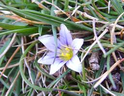 Image result for Romulea