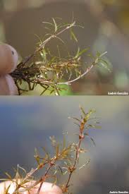 Image result for Najadaceae