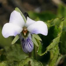 Image result for Viola abyssinica