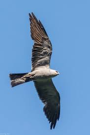 Birds Of Prey Cape Cod Ma Go Fly A Kite Go Fly A Kite Kite Animals