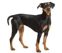 German Pinscher Information Photos Characteristics Names German Pinscher Pinscher Dog Breeds Medium