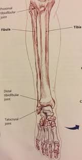 This article describes the anatomy, origins, insertions, functions, blood supply and. What Is The Anatomical Term For Your Calf Muscle Of The Lower Leg How To Train Your Calf Muscles Youtube Rifat Sahrul