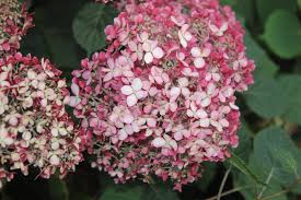 Image result for Hydrangea arborescens Pink Anabelle