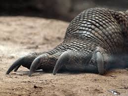 Crazy Komodo Dragon Facts Largest Lizard In The World Komodo Dragon Dragon Facts Komodo