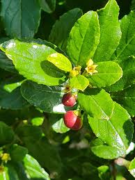 Image result for Rhamnus prinoides