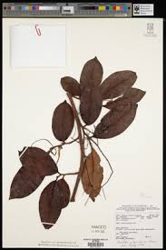 Image result for Embelia schimperi