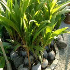 Airnya sangat wangi aromatik 2. Benih Pokok Kelapa Matag F1 Seratus Tacunan Kelapa Pandan Shopee Malaysia