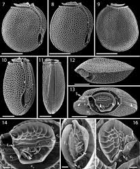 Image result for Sinopteridaceae