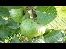I put 2 thai white guava into the ground this month. White Thai Guava Part 3 Youtube