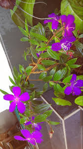 Passion flower vine produces very beautiful white flowers with purple, blue, or pink calyx crown blooms. My Experiences In Gardening Pleasures And Challenges In Growing Flower Ornamental Plants Part 2 A Site Title