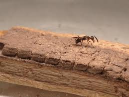 Click inside to find the examples, templates and how to perform the analysis for your company. Looming Insect Invasion Threatens California Wine And Avocados Eurekalert Science News