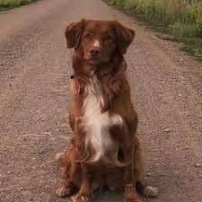 Image result for nova scotia duck tolling retrívr