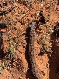 Image result for Hydnora