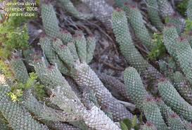 Image result for Euphorbia davyi