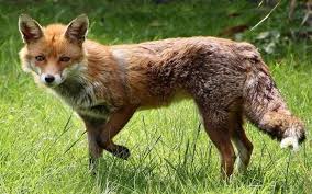 Fox tv canlı izle, yayınını kesintisiz donmadan 7/24 hd kalitede izleyebilirsiniz ayrıca yayın akışı ve frekans bilgilerine'de web sayfamızdan bulabilirsiniz. Richmond Residents Divided Over Urban Fox Population