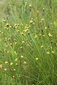 Image result for Xyris schliebenii