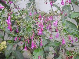 Image result for Strobilanthes hamiltoniana
