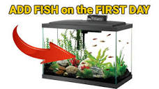 How To Add Fish Right Away To Your NEW Aquarium - Easy Guide - YouTube