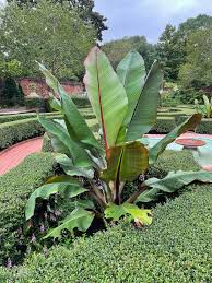 Image result for Ensete ventricosum