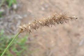 Image result for Cenchrus ciliaris