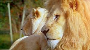 The title of african big cats screensaver says it all. Cat On Grass Stock Video Footage Royalty Free Cat On Grass Videos Pond5