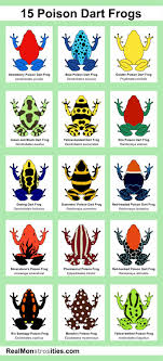 Poison Dart Frogs Id Chart Imgur