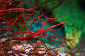 Image result for Pyrostria hystrix