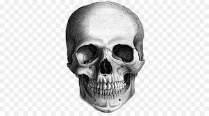 Human Skull Drawing Png Download 500 500 Free Transparent Calavera Png Download Cleanpng Kisspng Find & download free graphic resources for calavera. human skull drawing png download 500