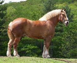 The belgian horse is beloved for its intelligence and willingness to please. Horseback Riding At Castle In The Clouds Nh Horses Big Horses Draft Horses