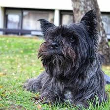 Feel free to browse hundreds of active classified puppy for sale listings, from dog breeders in pa and the surrounding areas. Cairn Terriers Should You Get This Shaggy Fearless Scottish Earthdog K9 Web