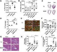Herunterladen canon ip7200 treiber drucker download für windows 10, windows 8.1, windows 8, windows 7 und mac. M6a Mrna Methylation Regulates Cardiac Gene Expression And Cellular Growth Life Science Alliance
