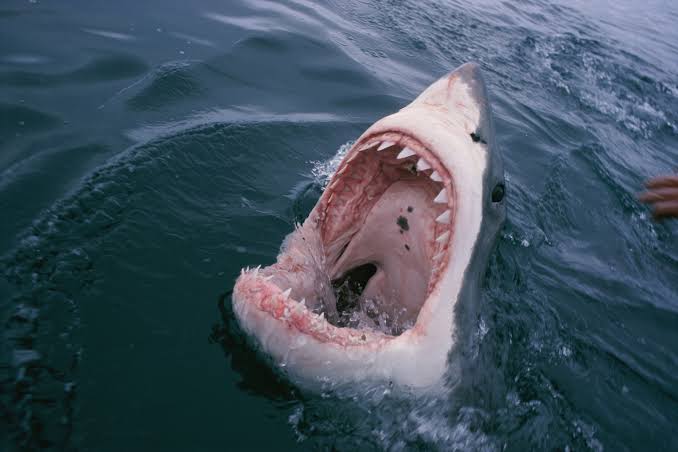 Shark Attack Risk Is Down Sharply Since 1950 | National Geographic