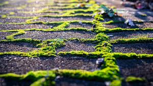 Patio Pavers Go Green In Between