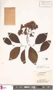 Image result for Cordia grandicalyx