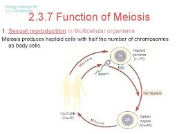 We did not find results for: Biology Leaving Cert 2 3 Cell Continuity Biology