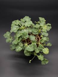 Image result for Jatropha erythropoda