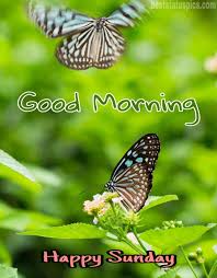 We did not find results for: 51 Good Morning Happy Sunday Images For Whatsapp 2021 Best Status Pics