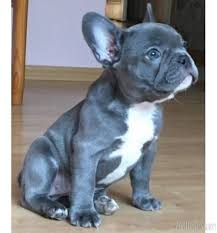 Visit us now to find your dog. French Bulldog Price In California Franzosiche Bulldogge Franzosische Bulldoggenbabys Franzosische Bulldogge