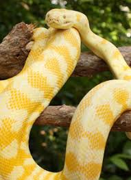 Kingsnakes care, costs, feeding, cages, heating, lighting, health all included. Pythons Snakes For Sale Pythons Snakes Reptiles Amazing Amazon